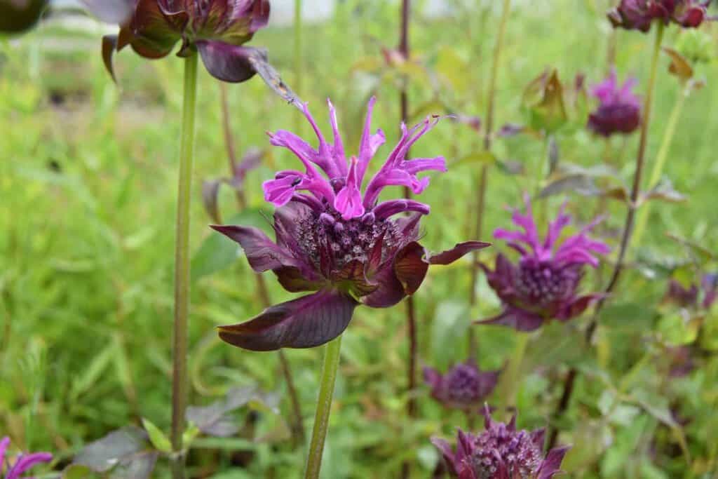 Monarda 'Scorpion' ---